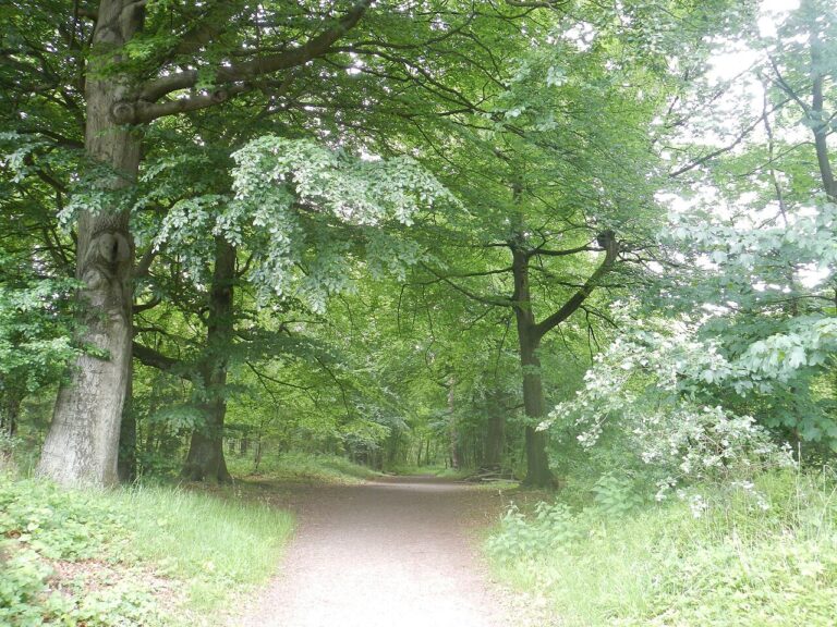 Dinsdagwandeling